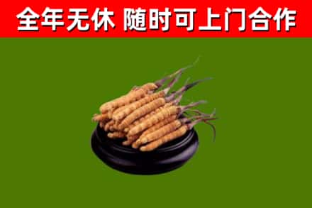 昌图县回收散虫草